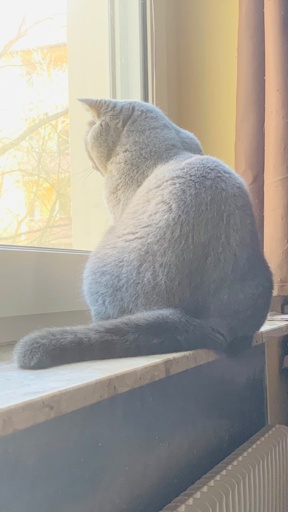 Katze guckt aus den Fenster