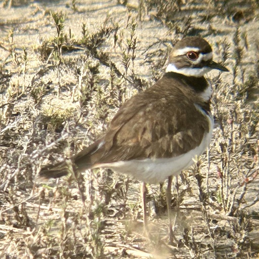 A bird standing in sparse vegetation on sandy soil. 