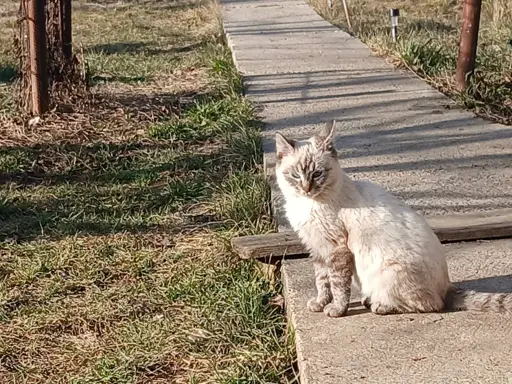 cat with espresso colored fur sitting on a concrete pathway surrounded by grass.

in the background you can see the sun creating horizontal shadows from the trees