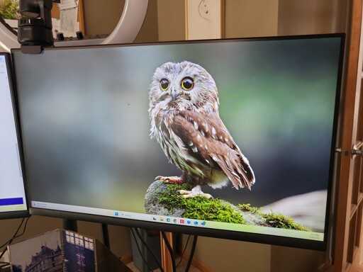 A computer monitor with a background image of a Saw Whet owl