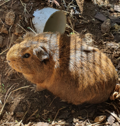 Brown Guinea pig sitting outside in the sun