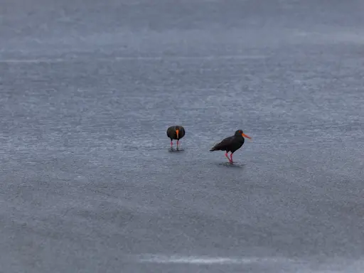 Two black oystercatchers with bright orange bills, on a beach at low tide