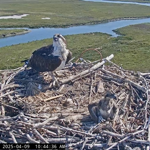 An adult Osprey and its chick sit on the nest with a salt marsh spreading out in the background. 