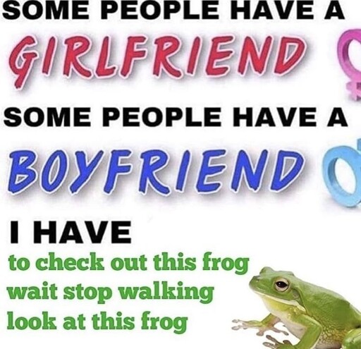 "some people have a GIRLFRIEND, some people have a BOYFRIEND, I have to check out this frog wait stop walking look at this frog" [photo of frog]