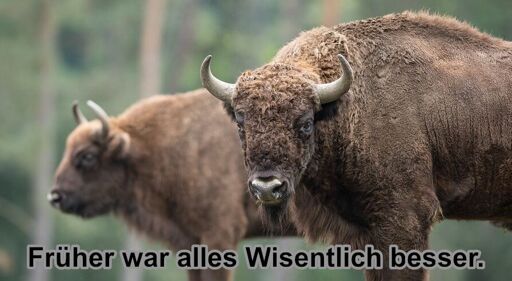Foto von zwei Wisenten, darauf Text: Früher war alles Wisentlich besser.
