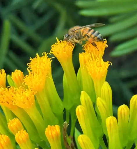 A photo of a bee standing on a cluster of barely-open yellow flowers, half on one and half on another. Its hind legs have a decent sized collection of pollen